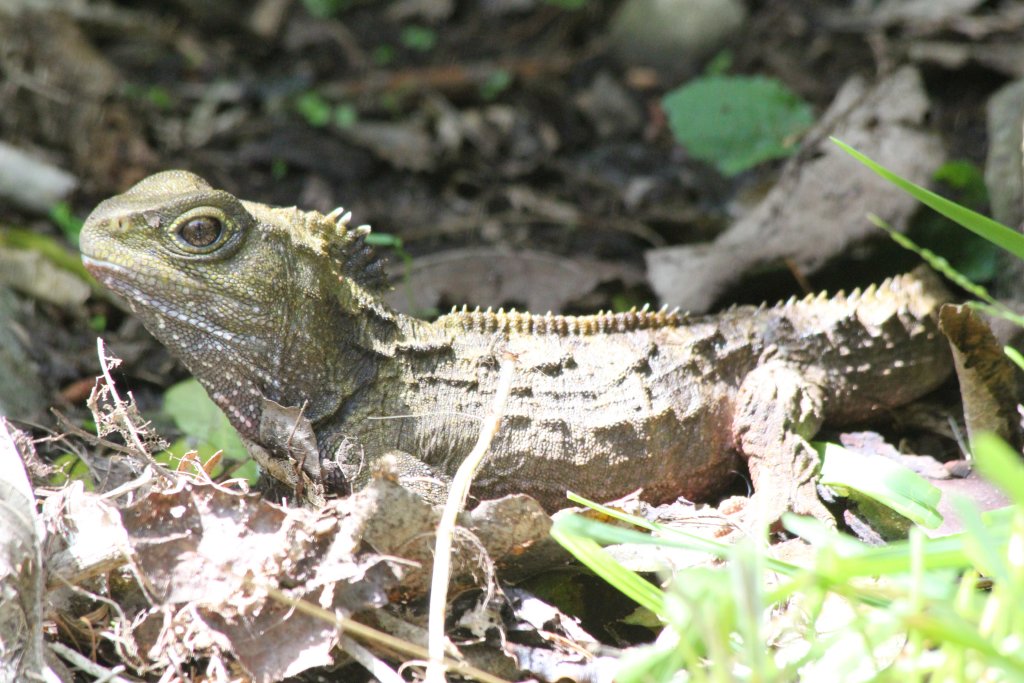 Tuatara (Sphenodon punctatus)