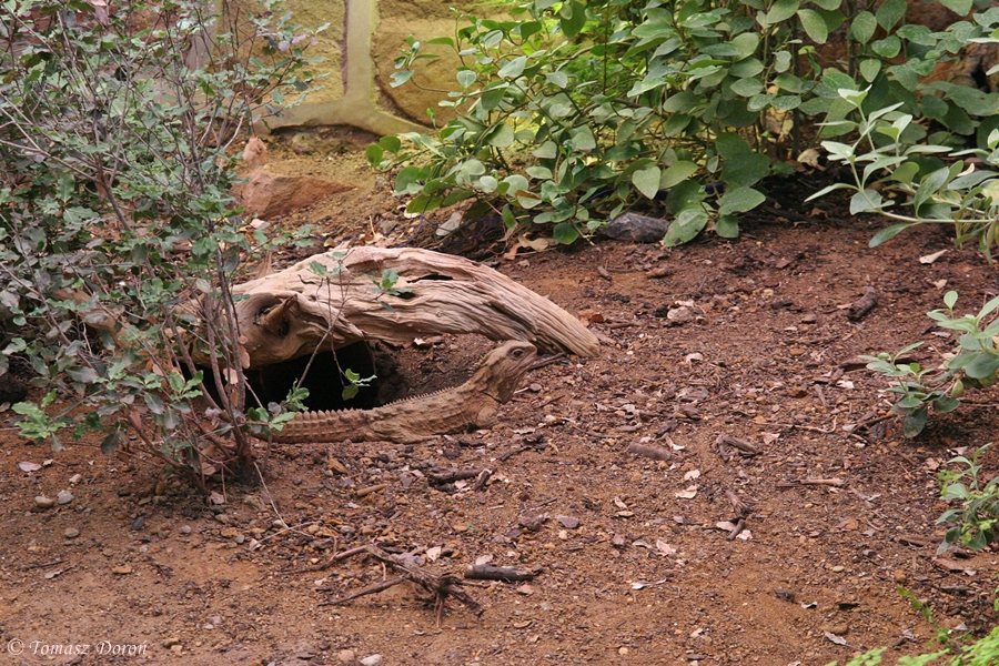 Tuatara (Sphenodon punctatus)