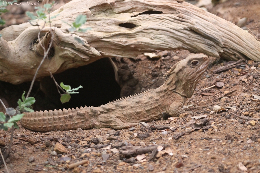 Tuatara (Sphenodon punctatus)