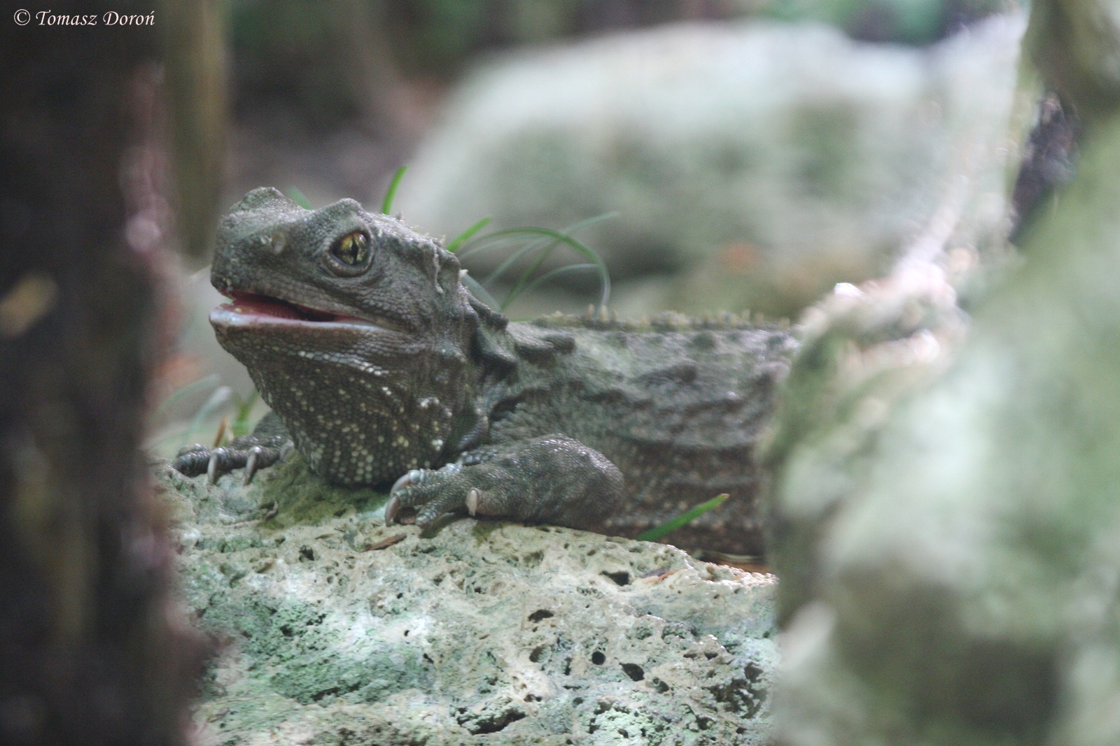 Tuatara (Sphenodon punctatus)