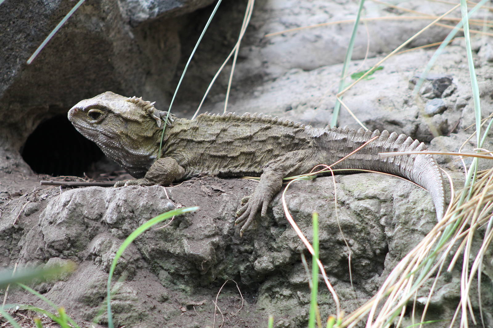 Tuatara (Sphenodon punctatus)