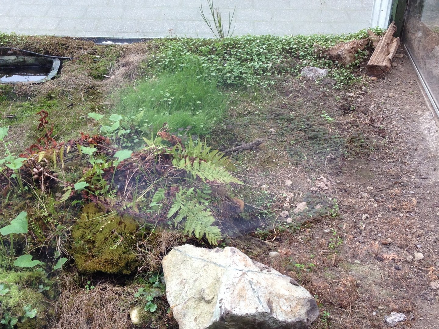 Tuatara (Sphenodon punctatus)