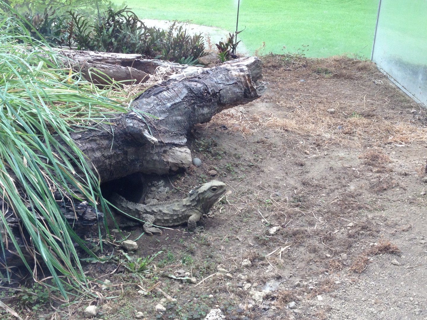 Tuatara (Sphenodon punctatus)