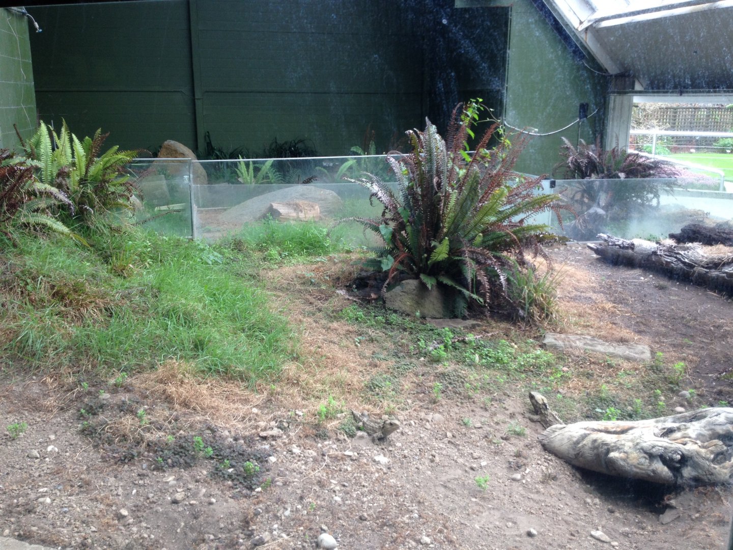 Tuatara (Sphenodon punctatus)