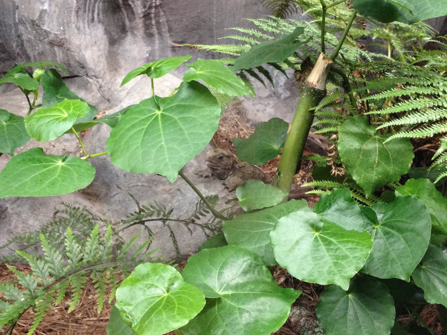Tuatara (Sphenodon punctatus)