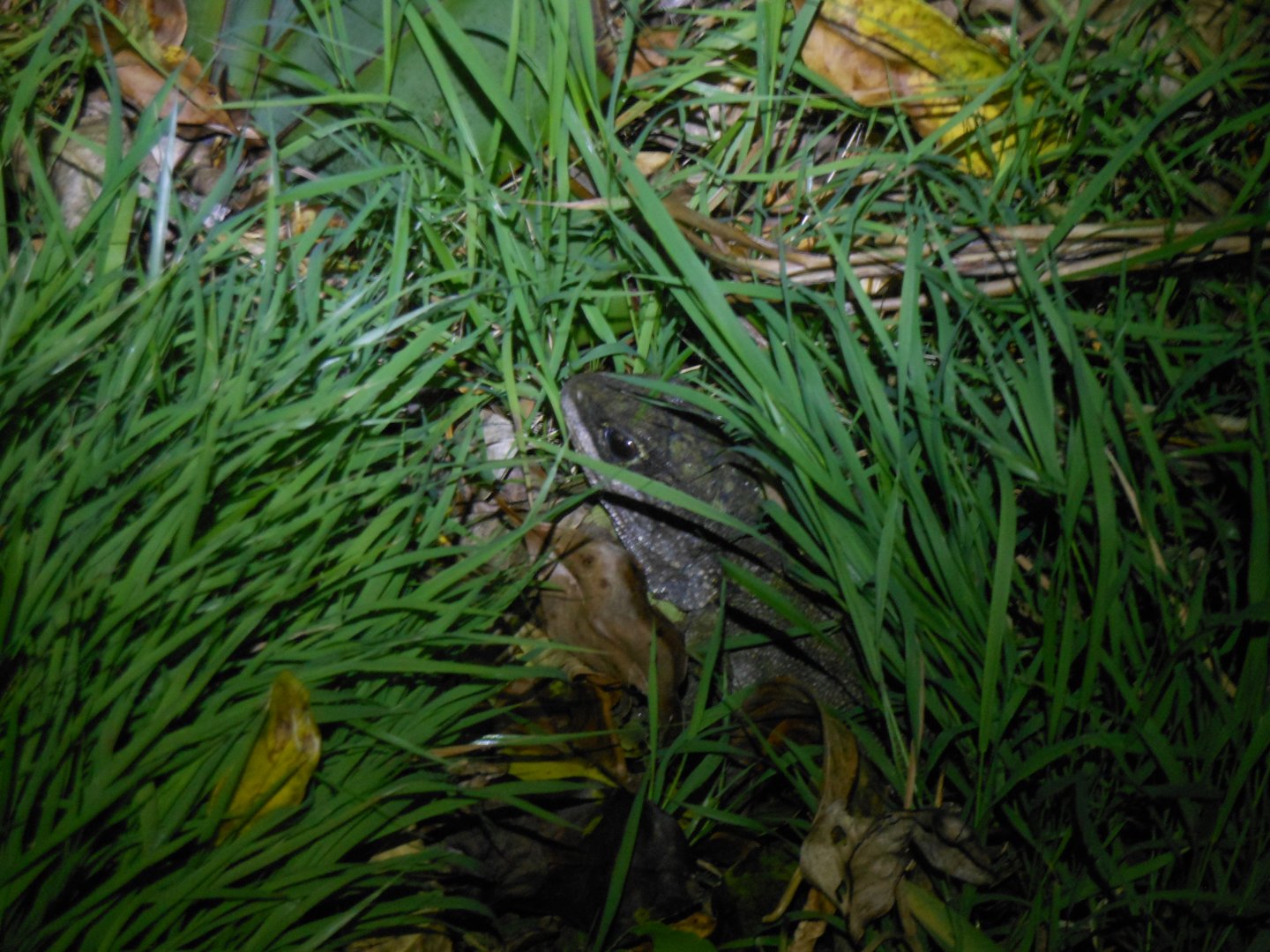 Tuatara (Sphenodon punctatus)