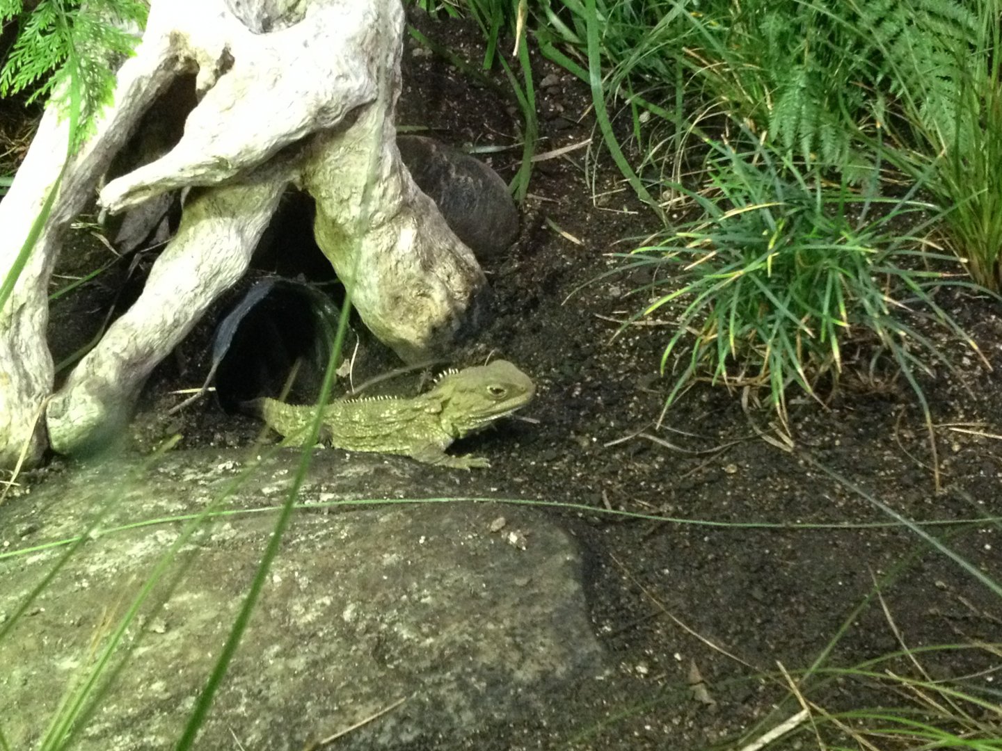 Tuatara (Sphenodon punctatus)
