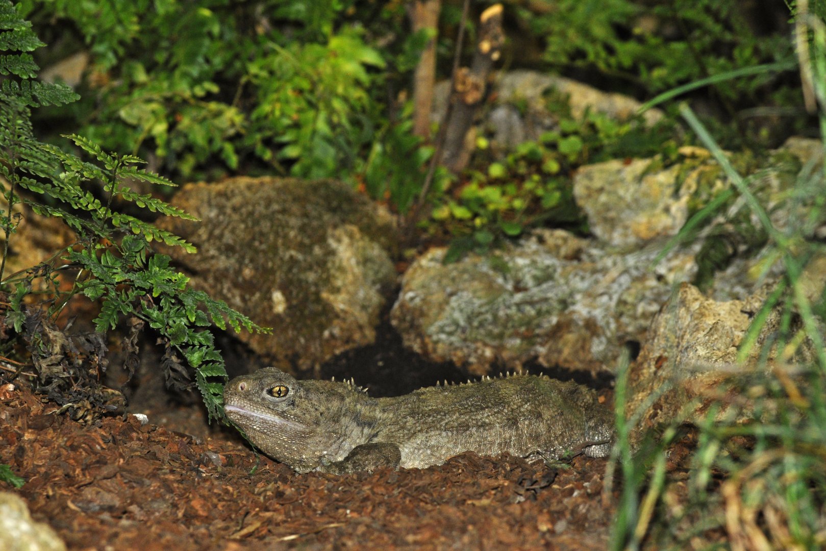 Tuatara (Sphenodon punctatus)