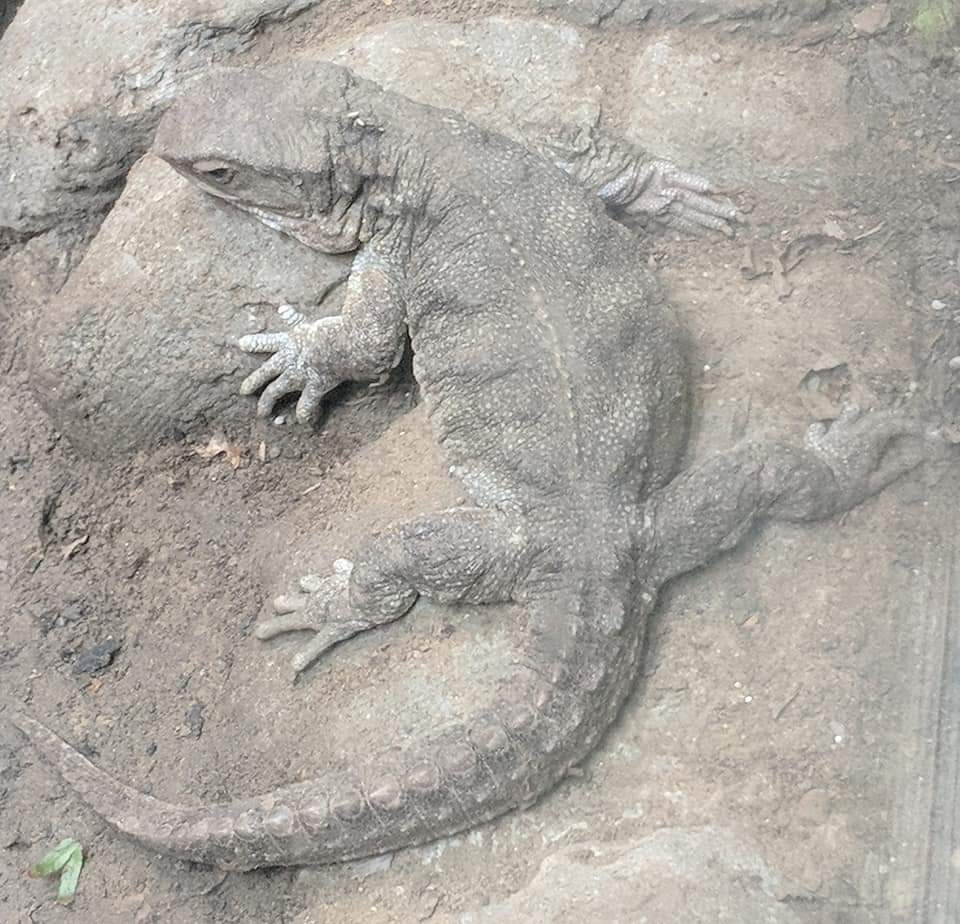 Tuatara (Sphenodon punctatus)