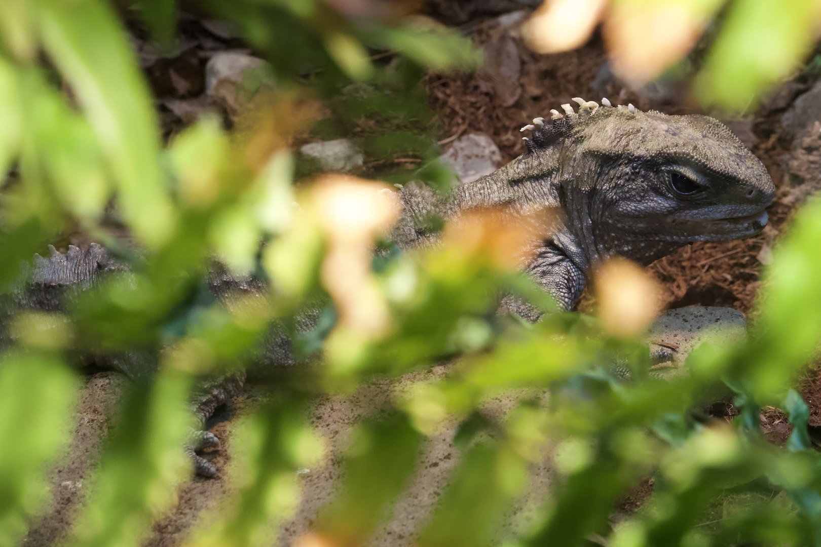 Tuatara/ Sphenodon punctatus