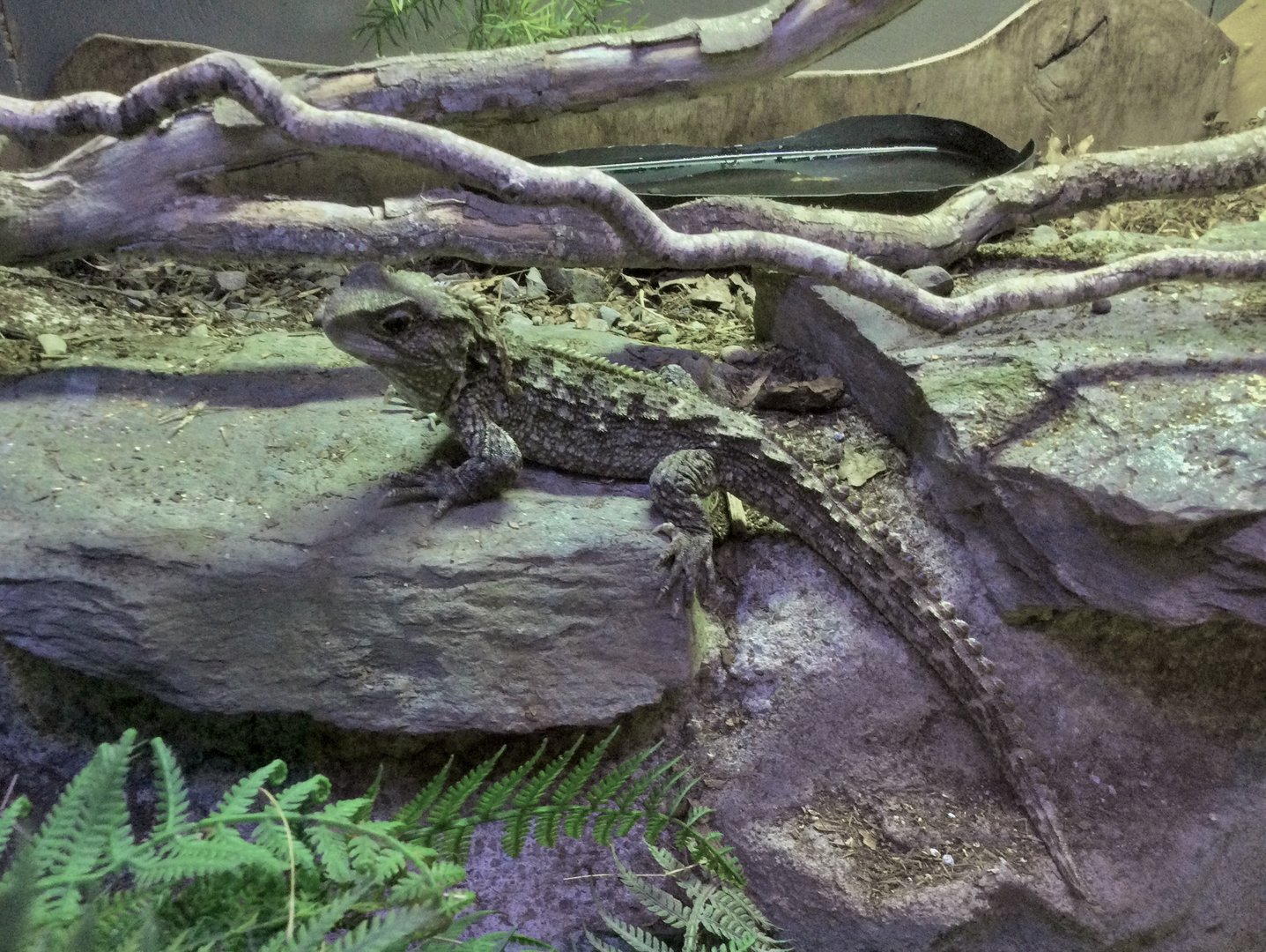 Tuatara (Sphenodon punctatus)