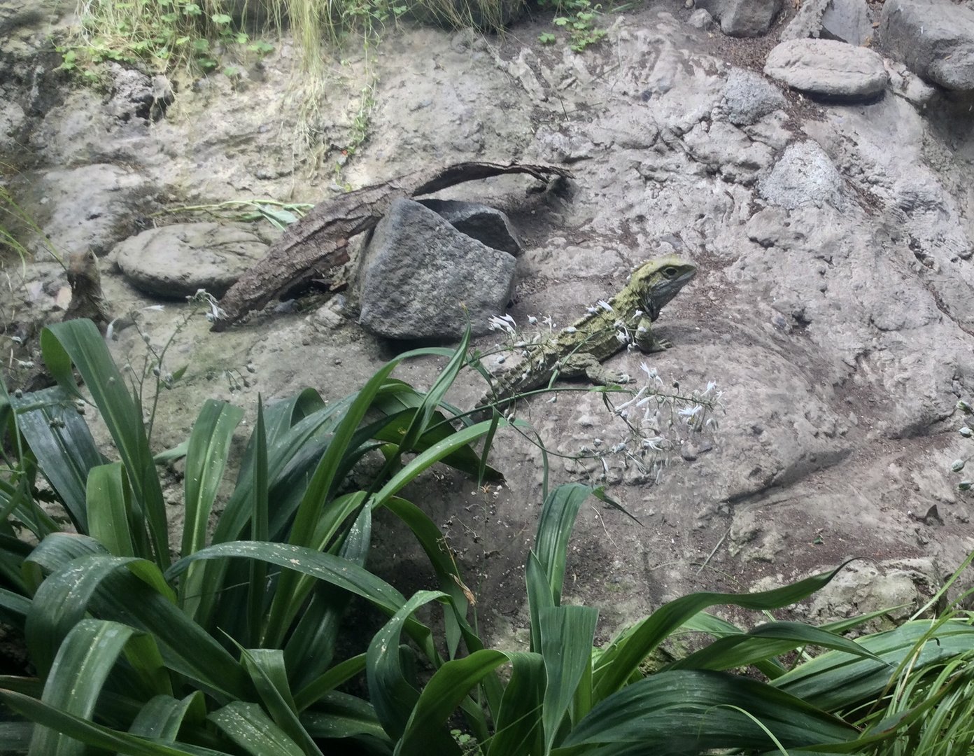 Tuatara (Sphenodon punctatus)