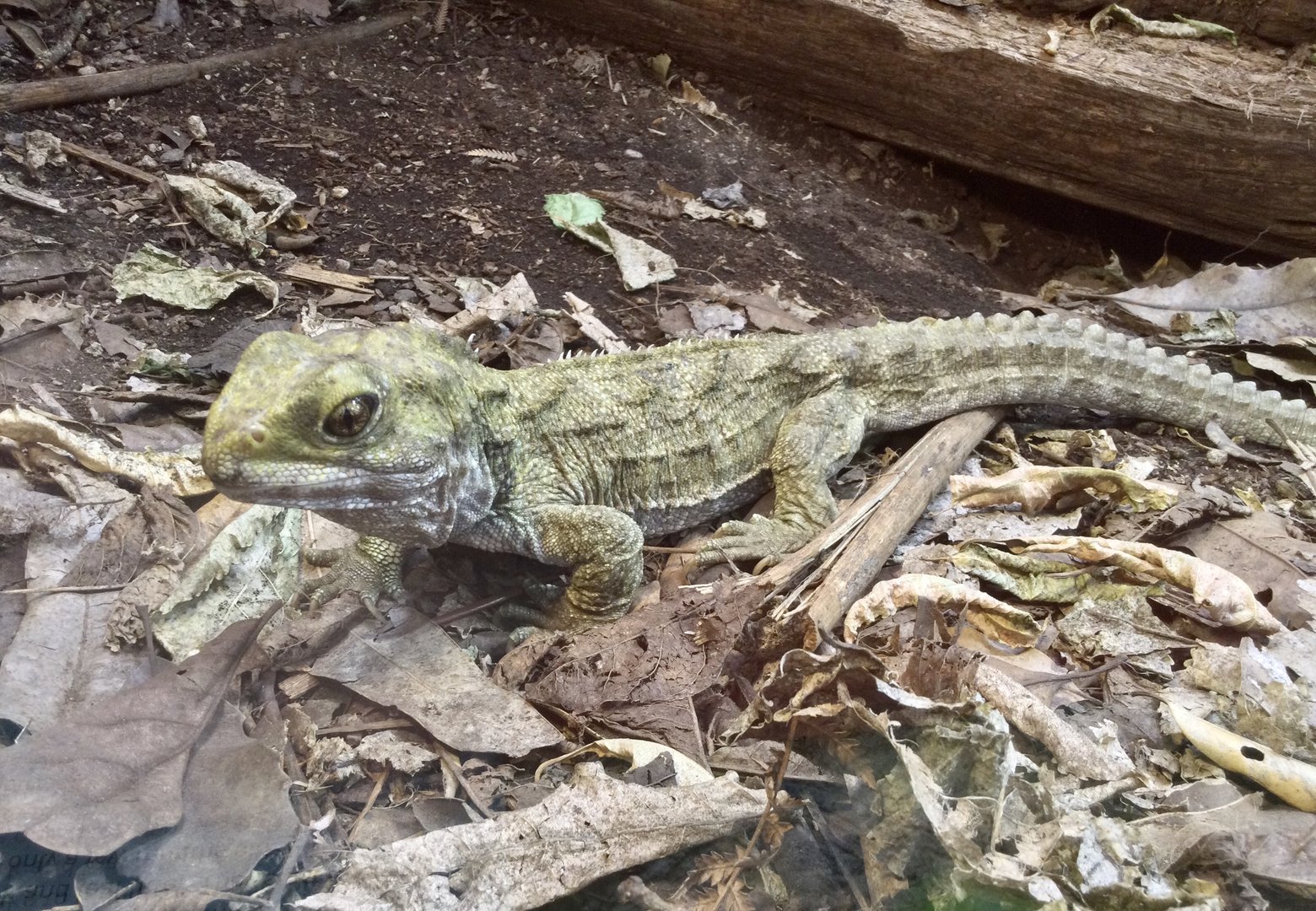 Tuatara (Sphenodon punctatus)