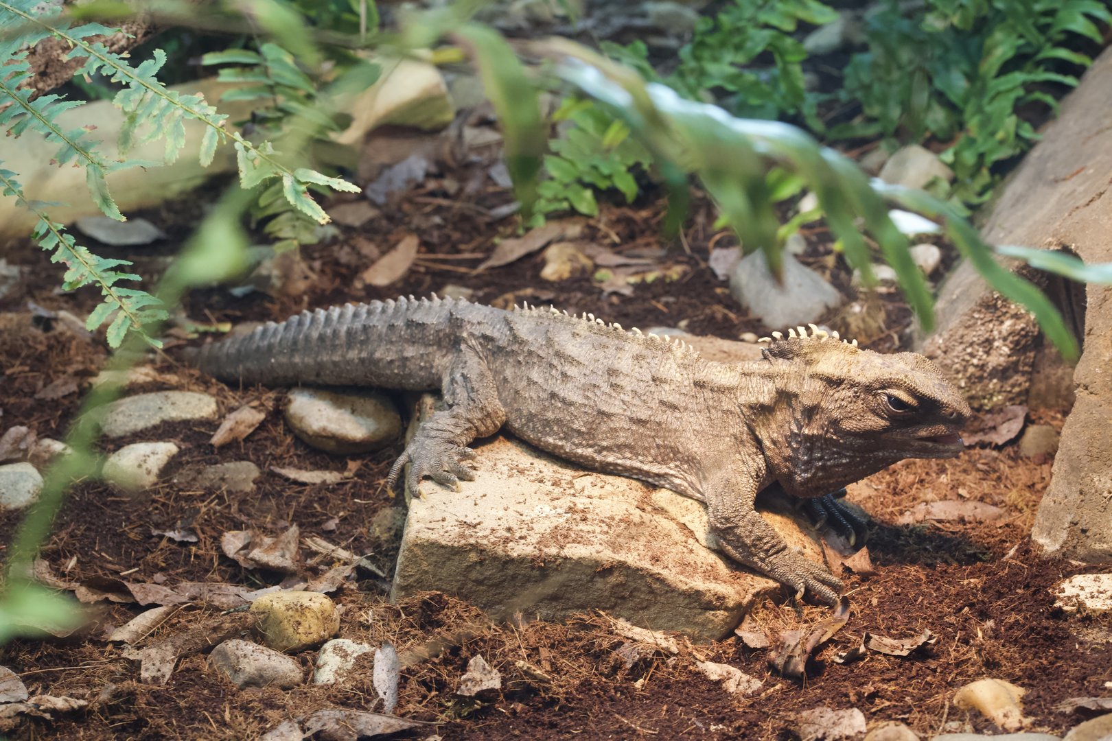 Tuatara/ Sphenodon punctatus