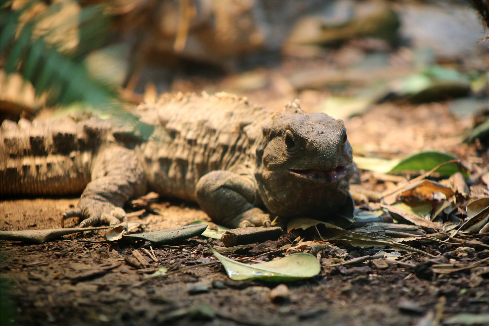 Tuatara (Sphenodon punctatus)