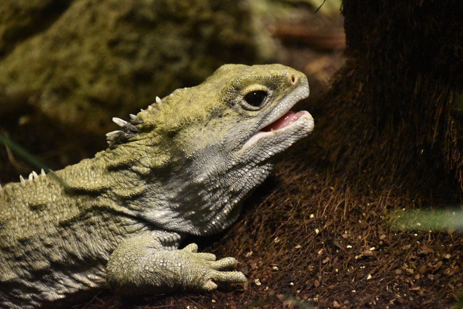 Tuatara, Sphenodon punctatus