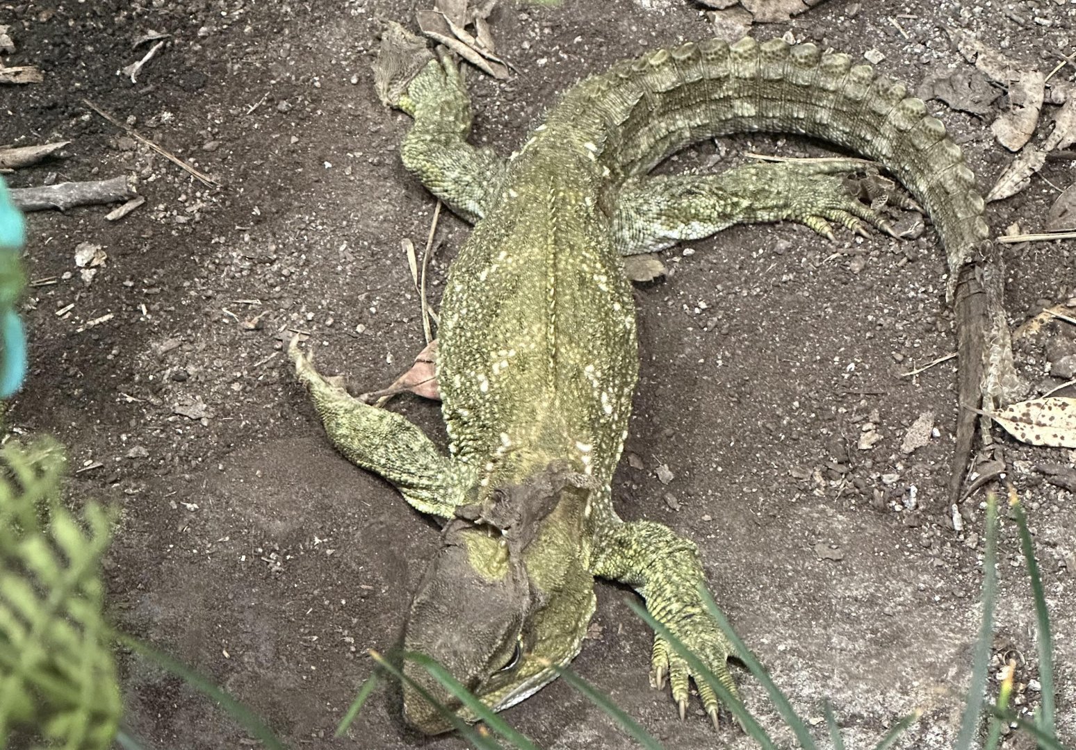 Tuatara (Sphenodon punctatus)
