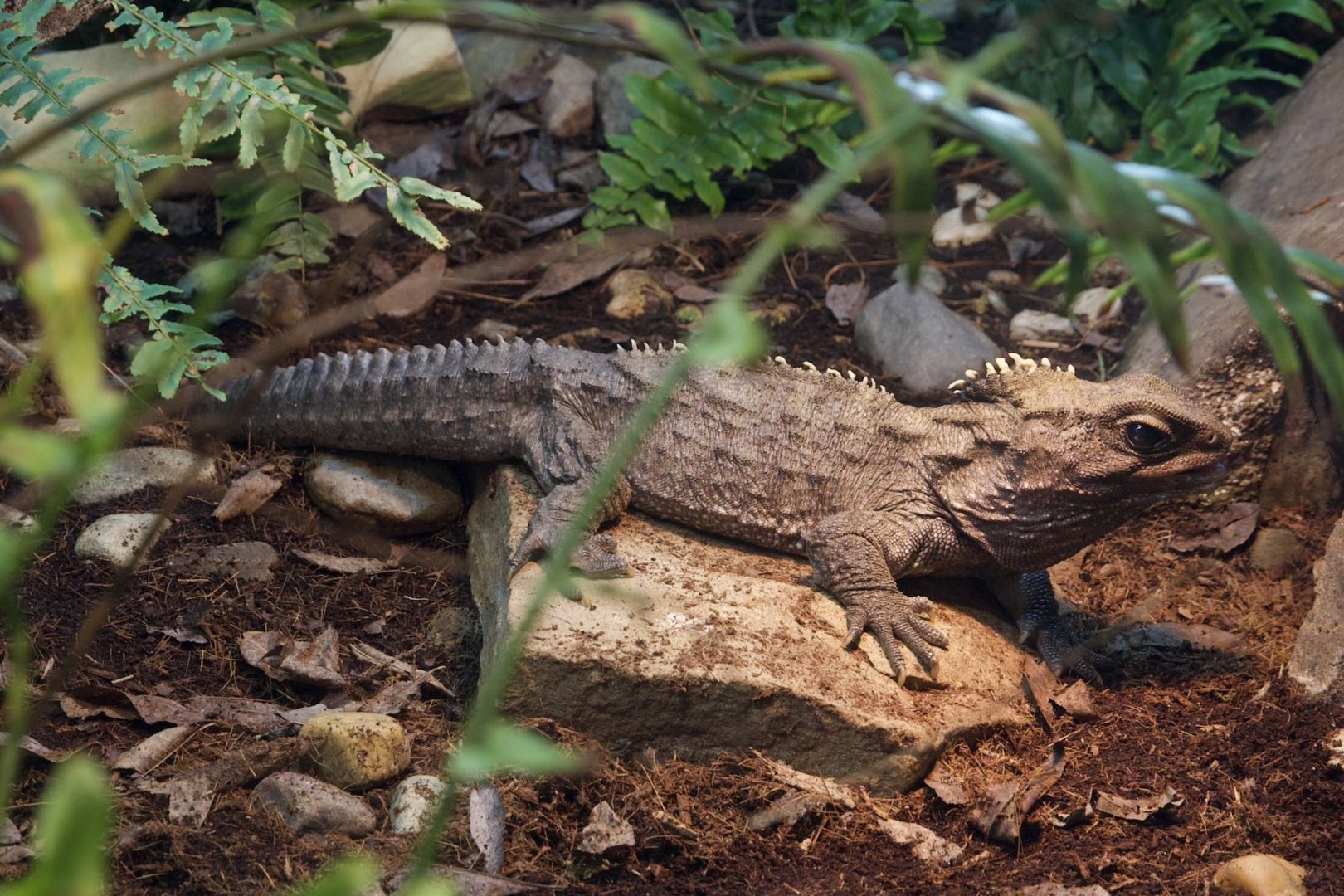Tuatara/ Sphenodon punctatus