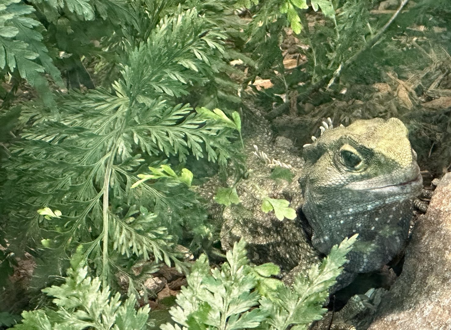 Tuatara (Sphenodon punctatus)