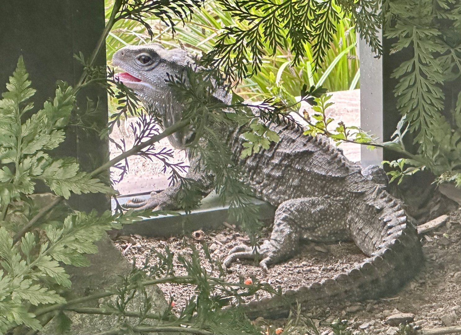 Tuatara (Sphenodon punctatus)