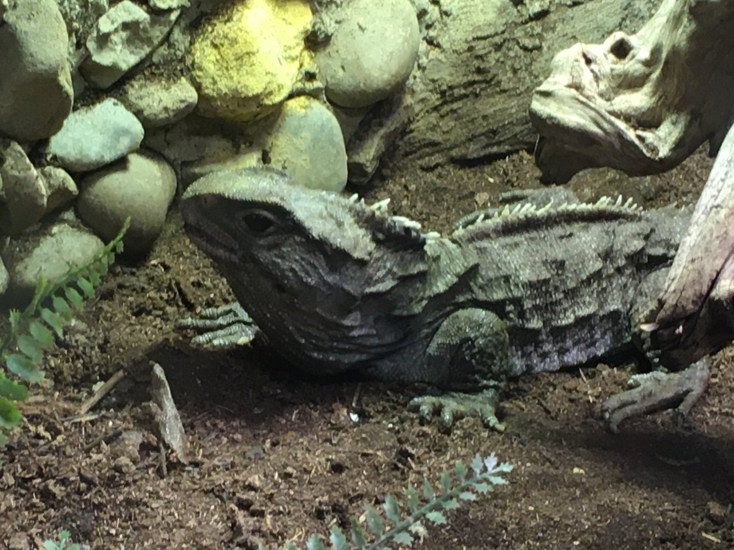 Tuatara (Sphenodon punctatus)