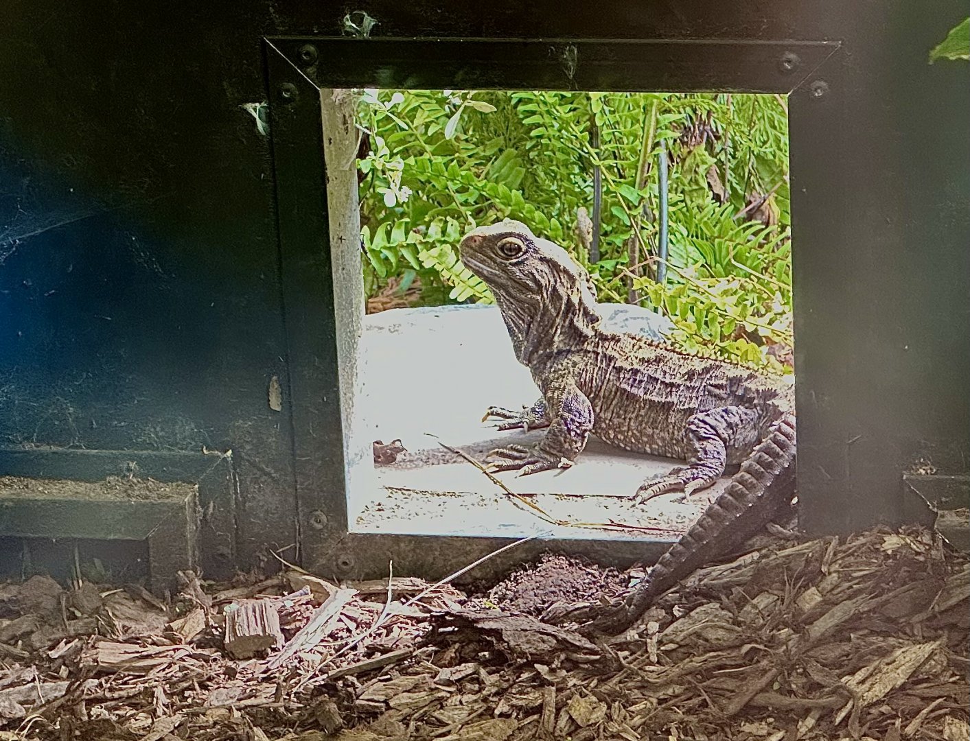 Tuatara (Sphenodon punctatus)
