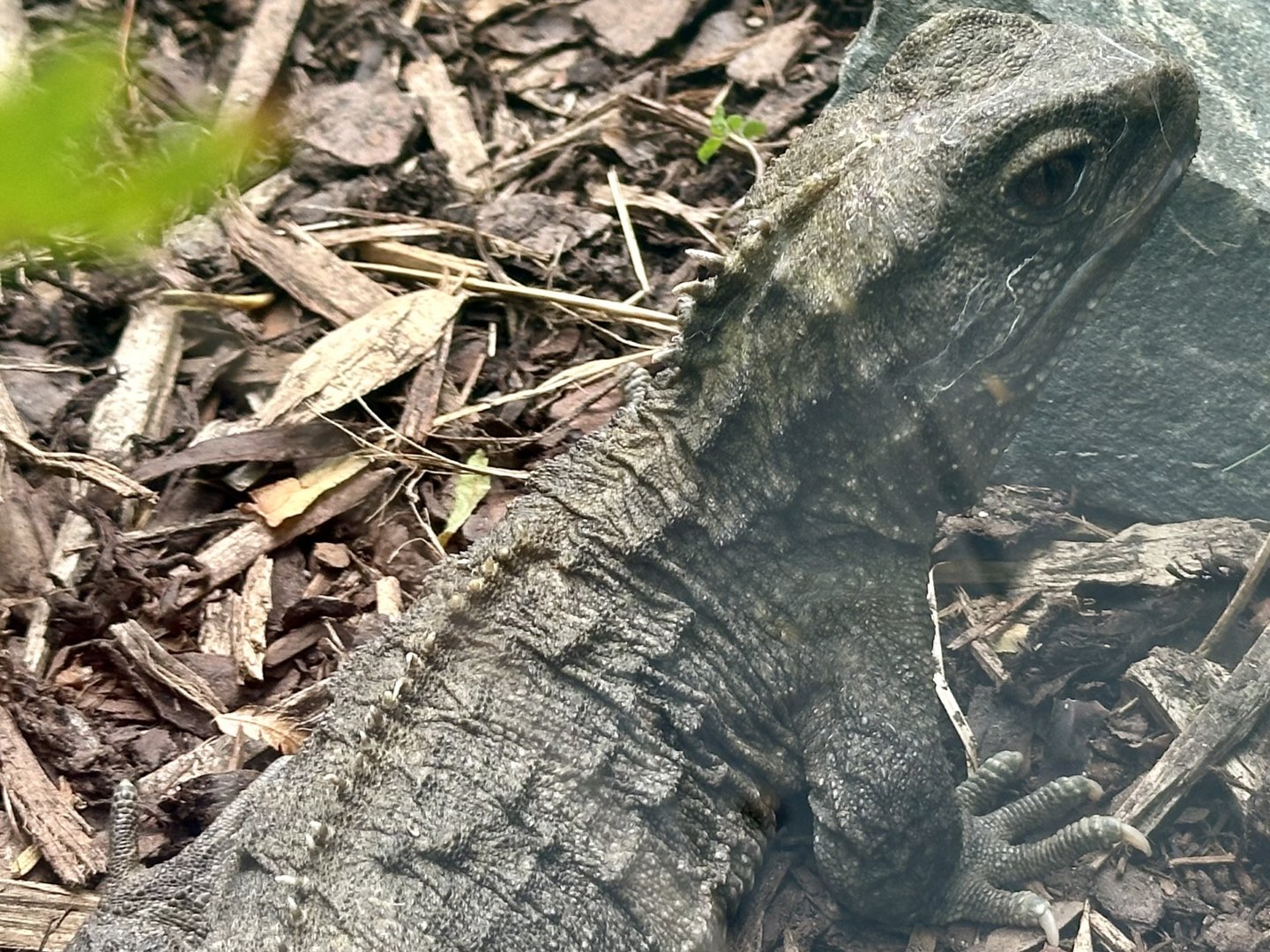 Tuatara (Sphenodon punctatus)