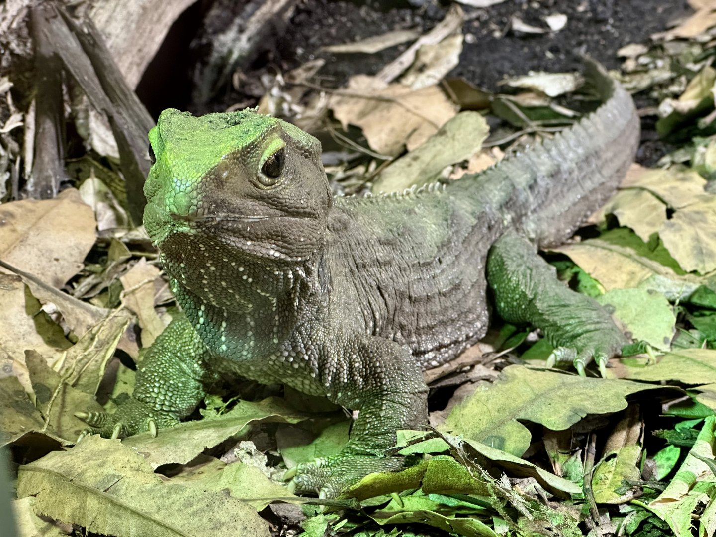 Tuatara (Sphenodon punctatus)