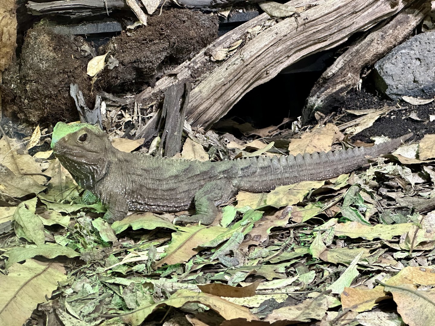 Tuatara (Sphenodon punctatus)