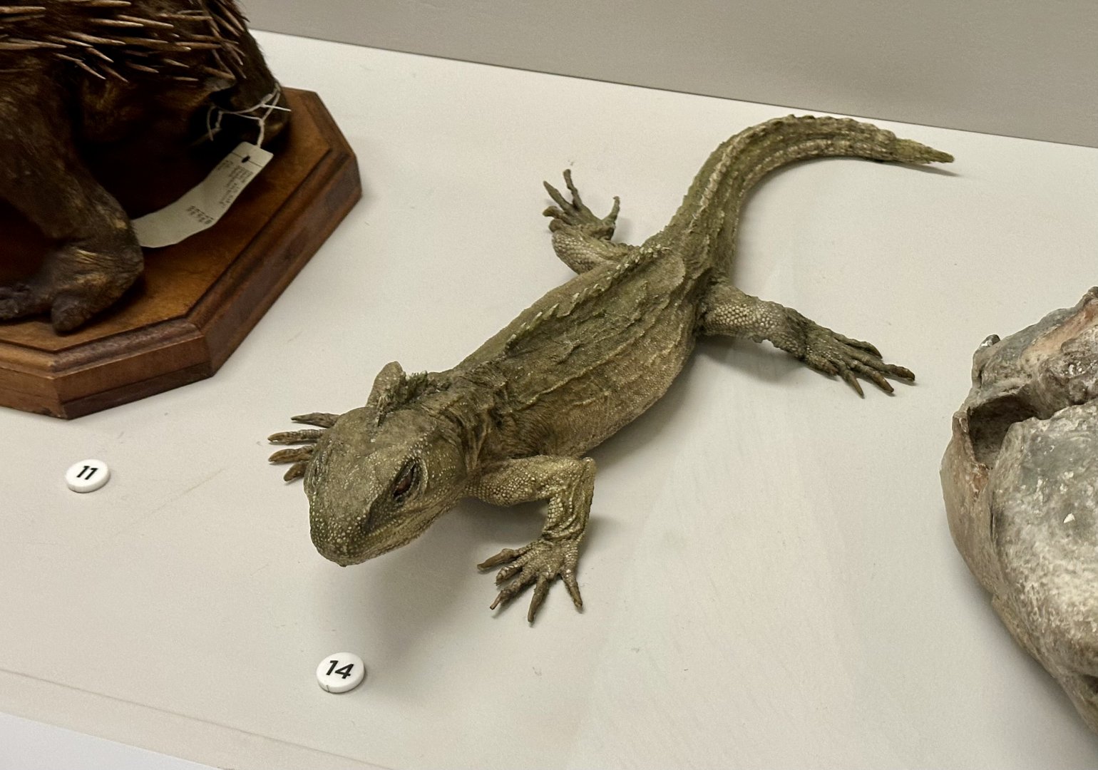 Tuatara (Sphenodon punctatus)