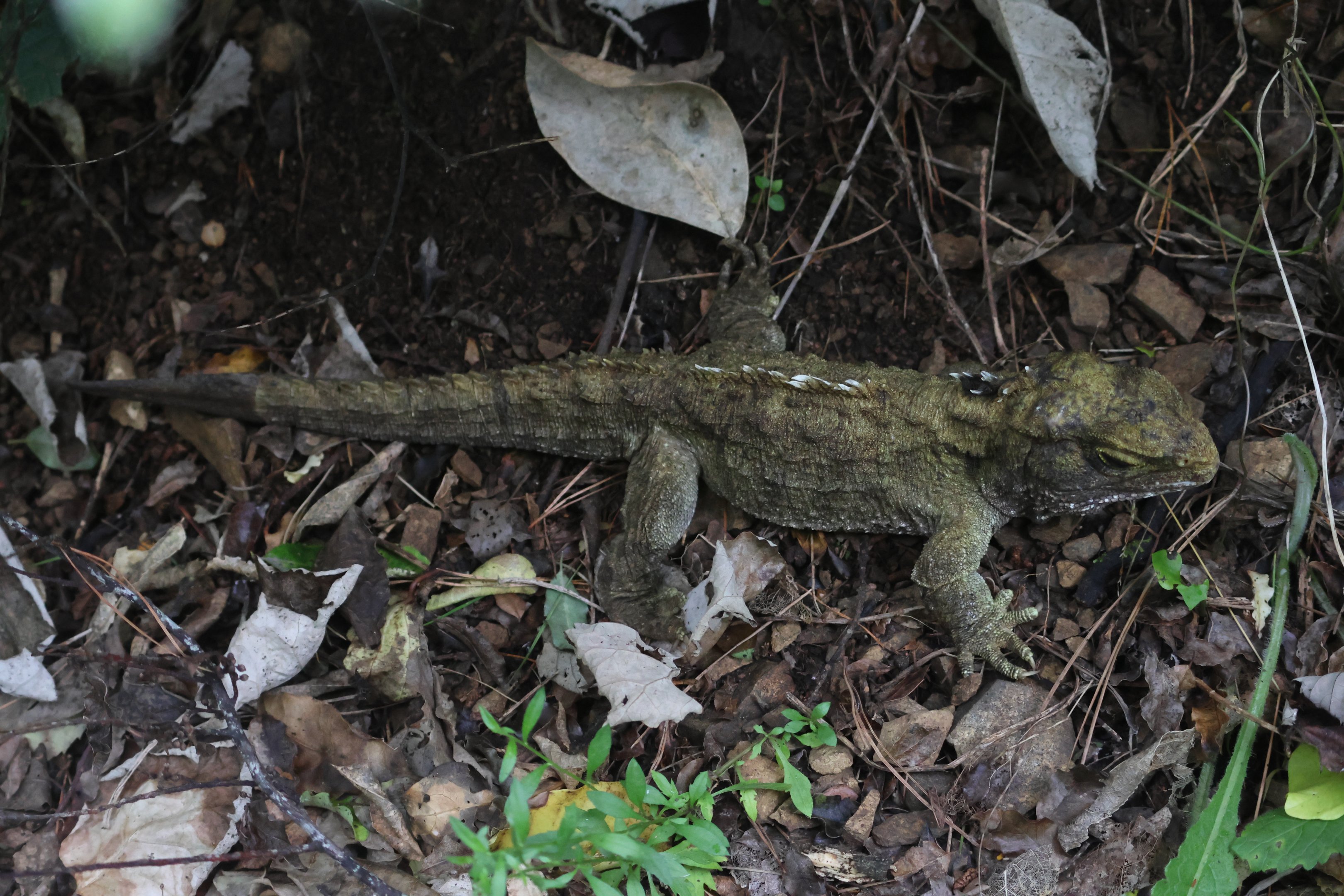 Tuatara (Sphenodon punctatus)