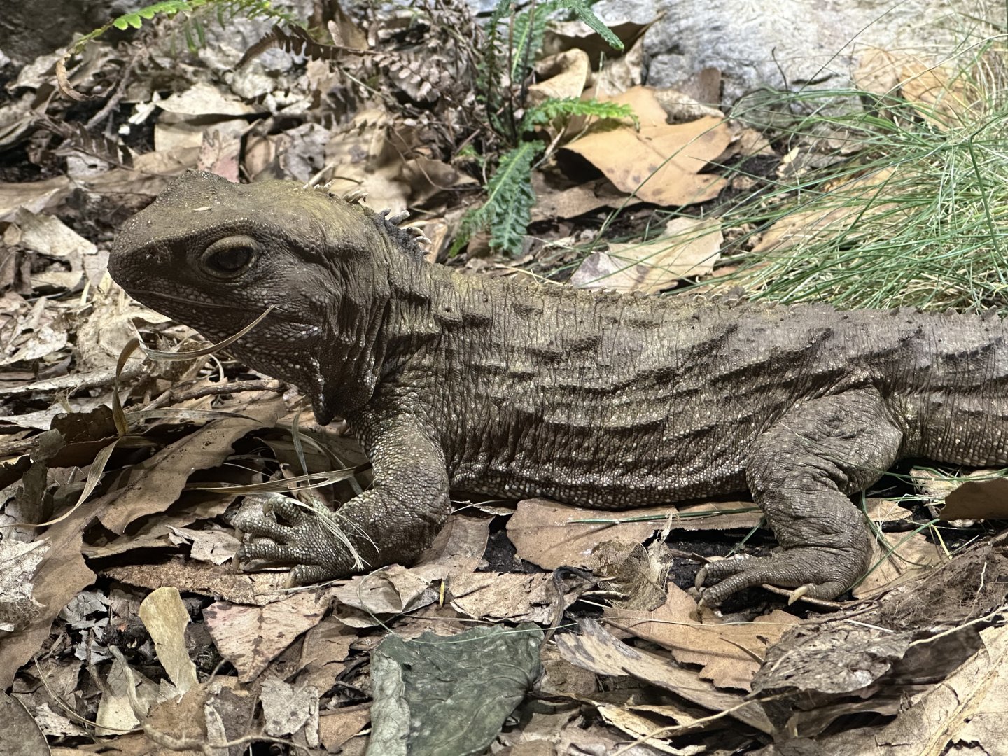 Tuatara (Sphenodon punctatus)