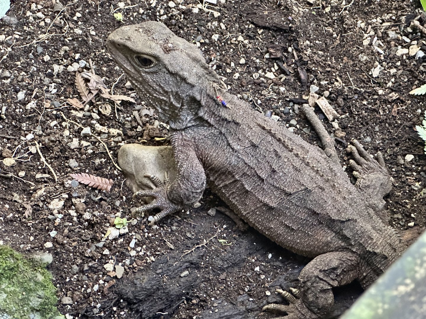 Tuatara (Sphenodon punctatus)