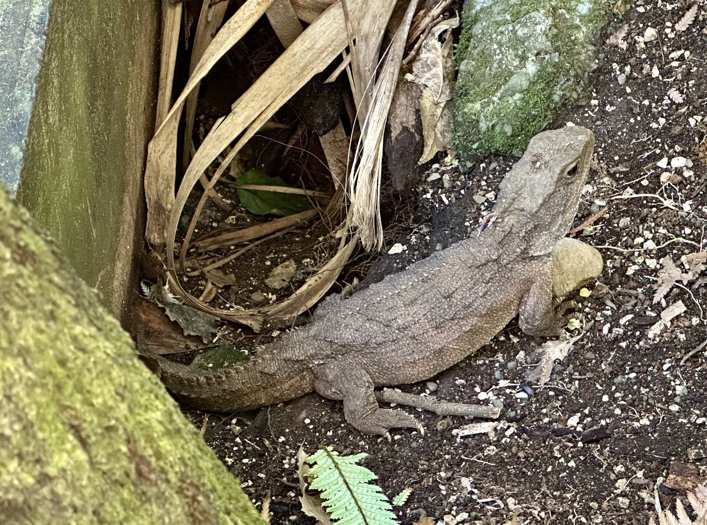 Tuatara (Sphenodon punctatus)