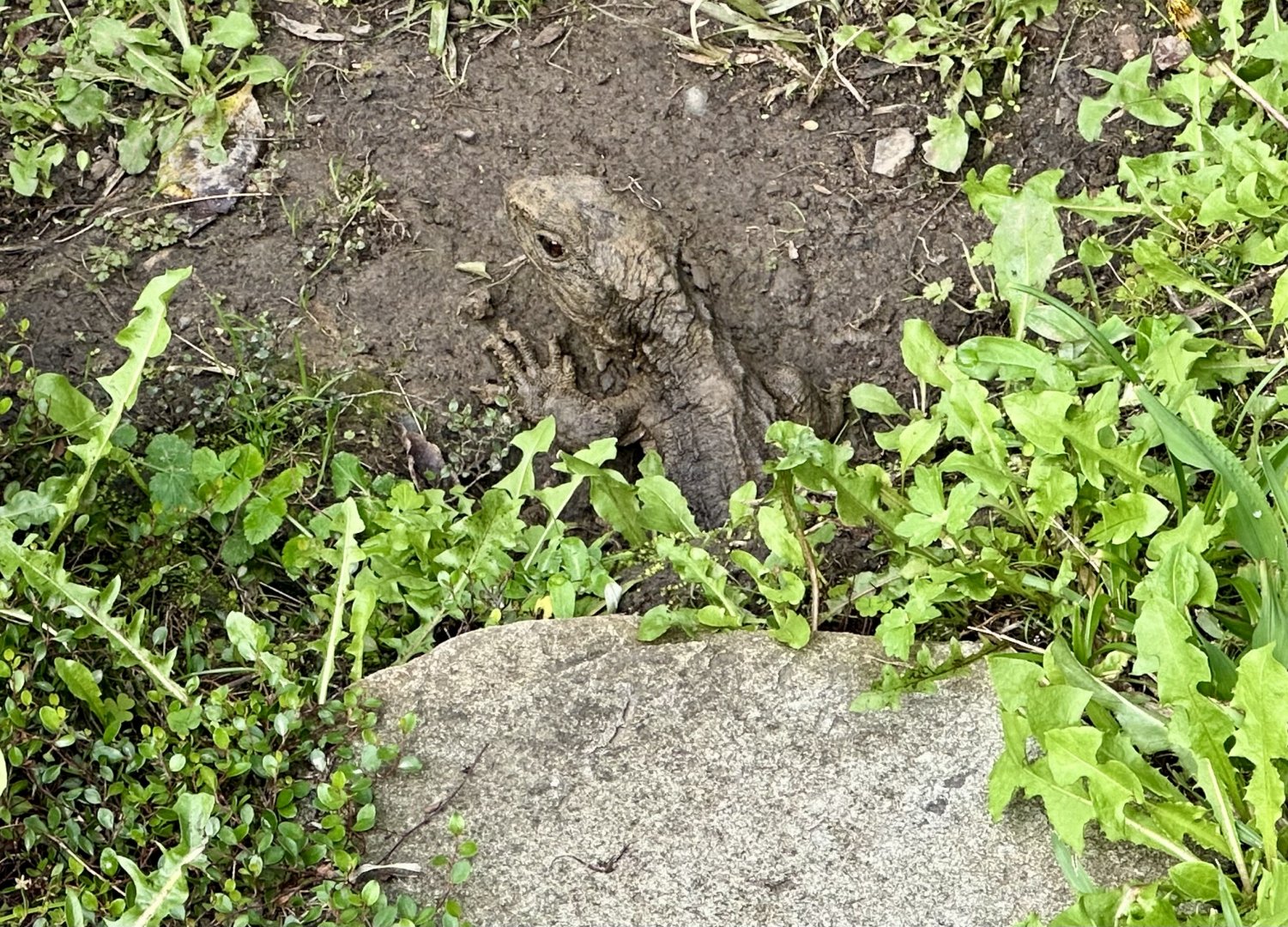 Tuatara (Sphenodon punctatus)