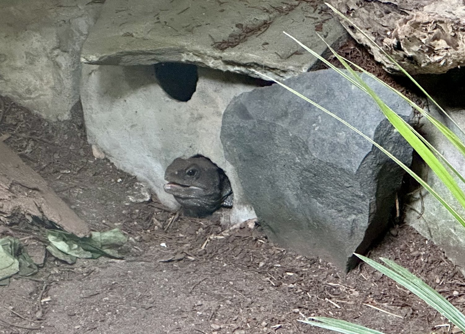 Tuatara (Sphenodon punctatus)