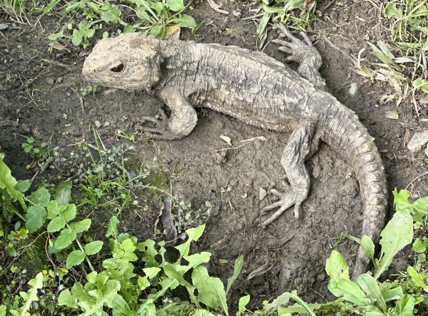 Tuatara (Sphenodon punctatus)