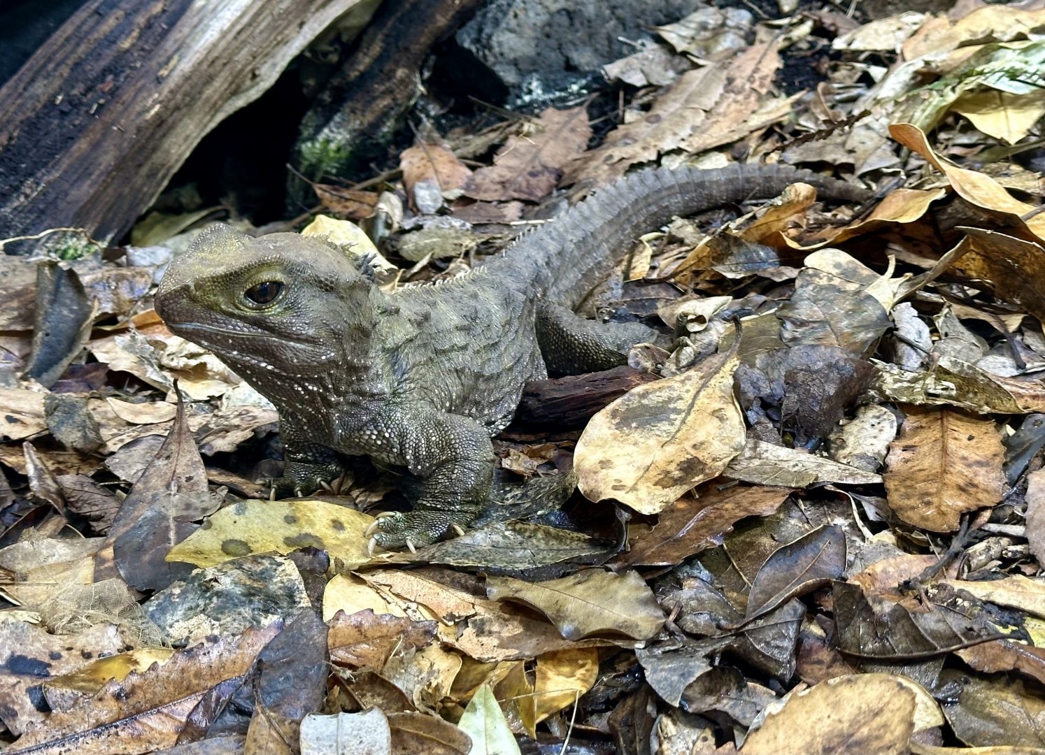 Tuatara (Sphenodon punctatus)