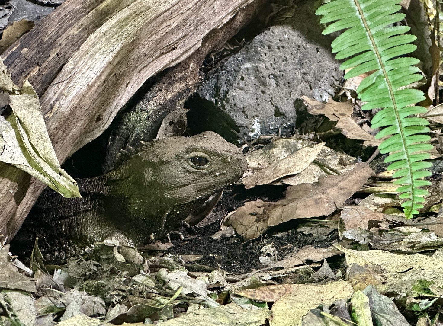 Tuatara (Sphenodon punctatus)