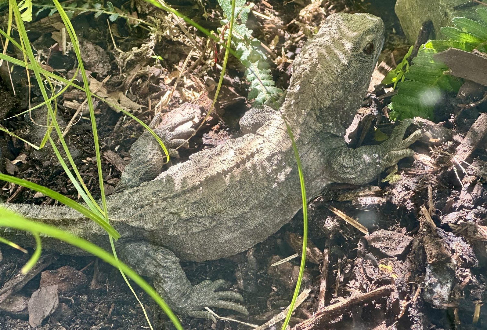 Tuatara (Sphenodon punctatus)