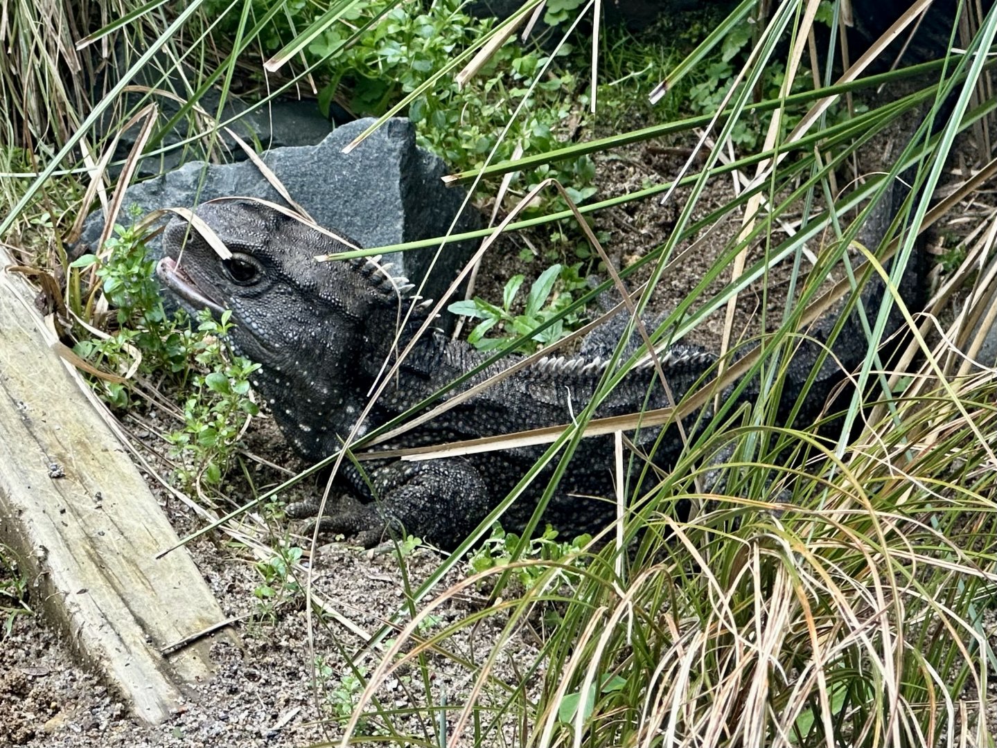 Tuatara (Sphenodon punctatus)