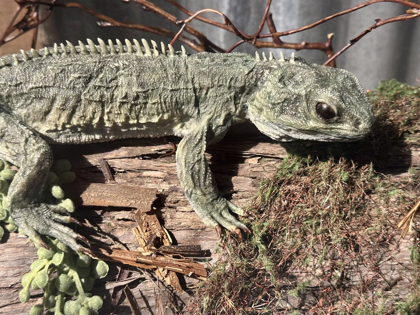 Tuatara (Stuffed)