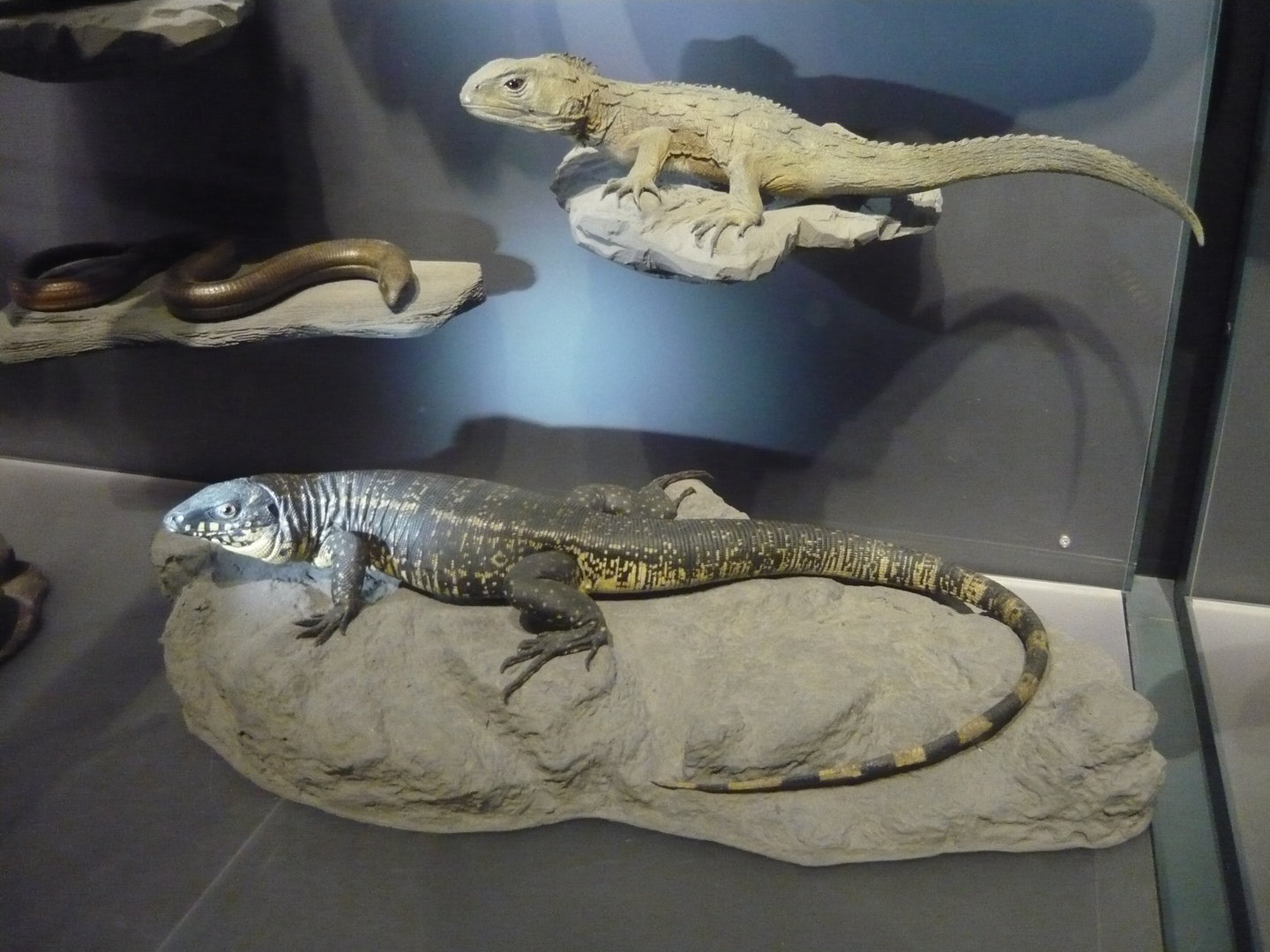 Tuatara, tegu and sheltopusik