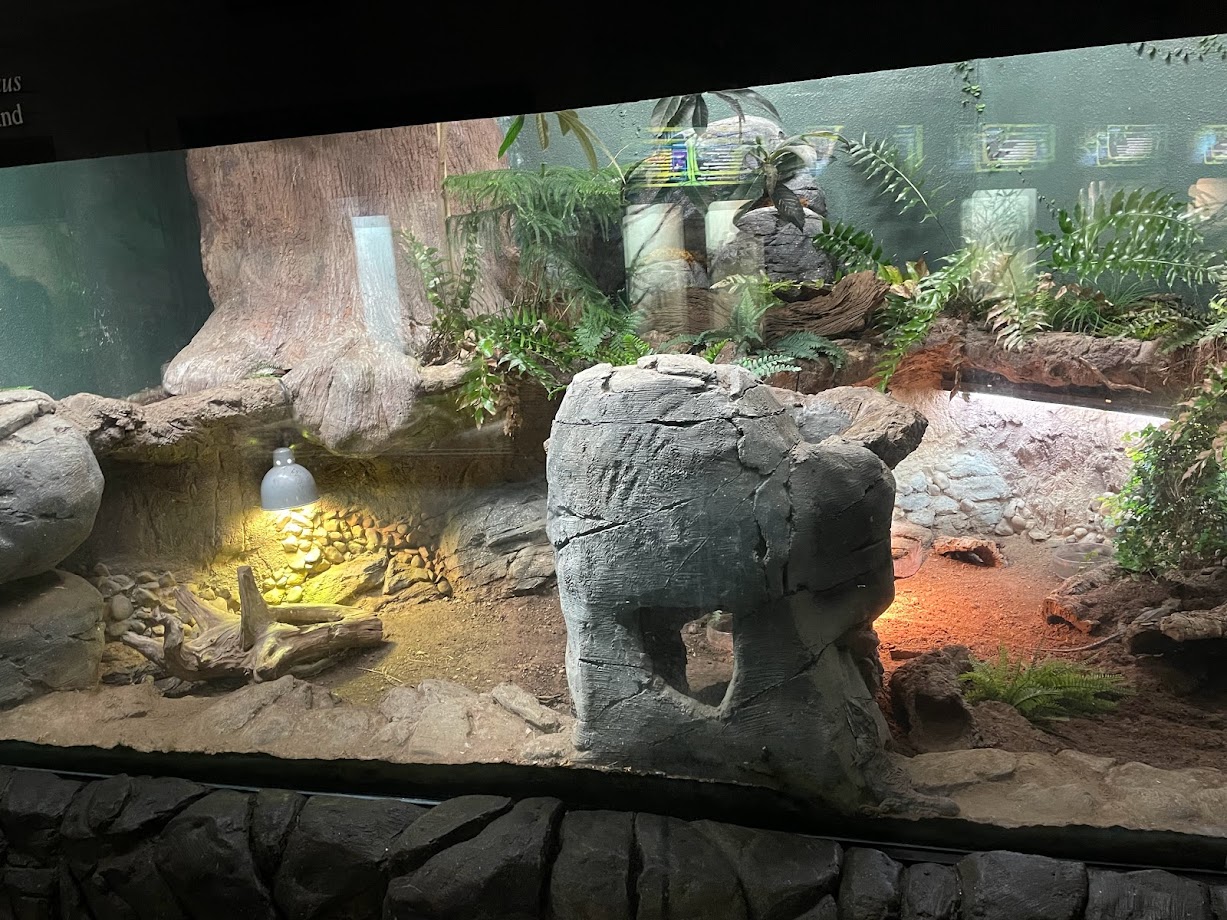 Tuatara Terrarium