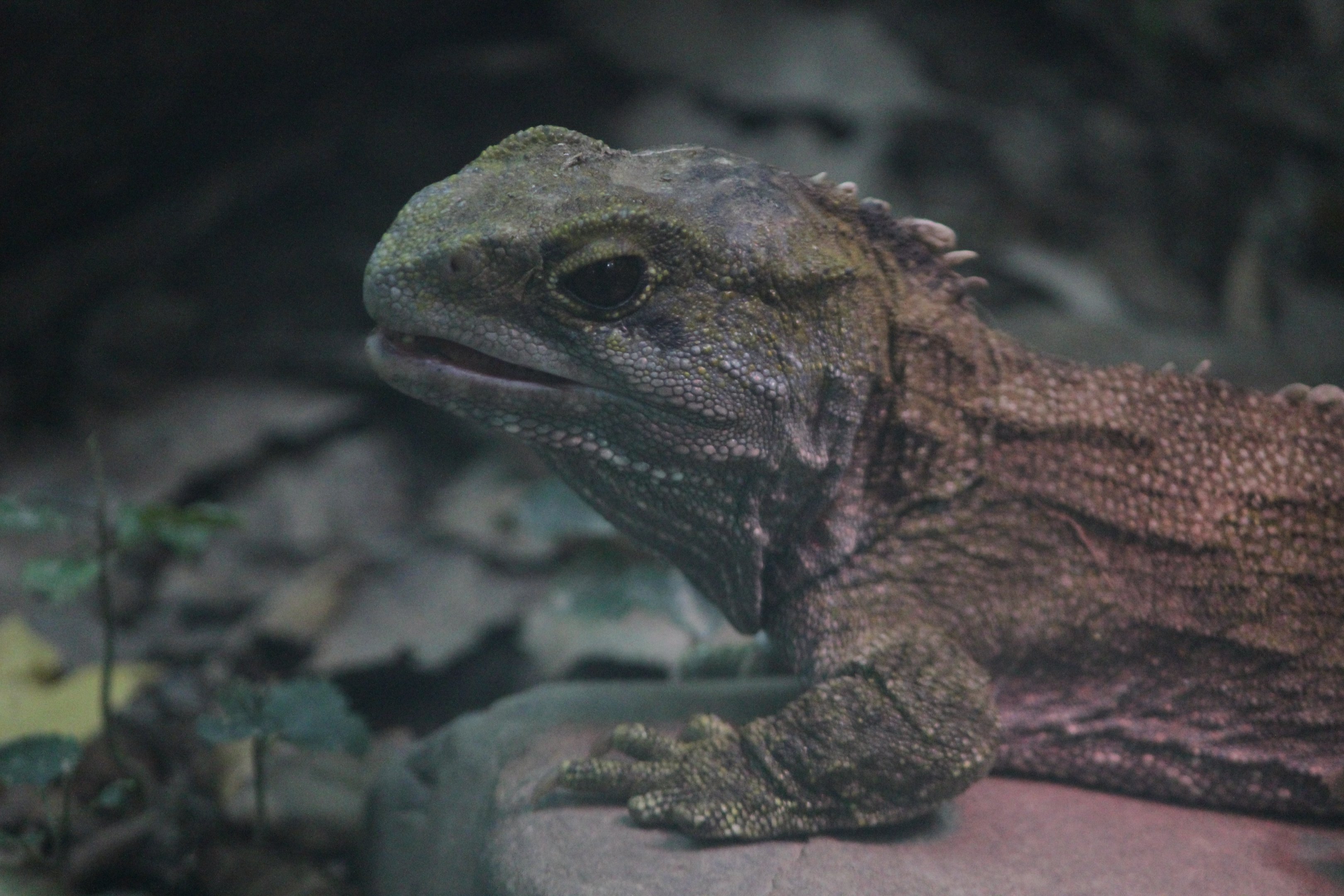 Tuatara, Victoria University Tuatara Enclosure