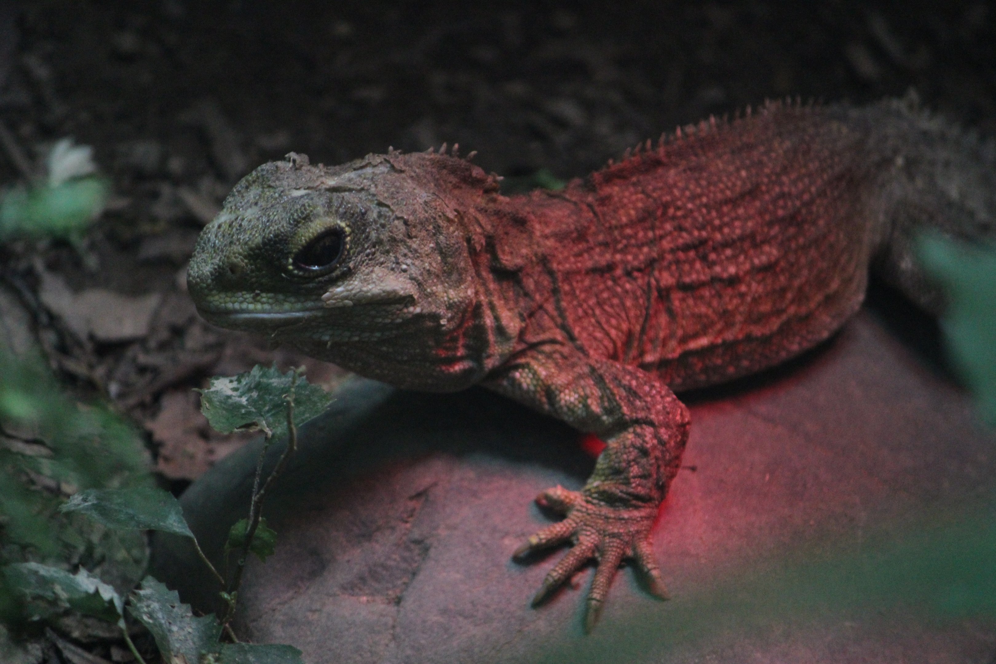 Tuatara, Victoria University Tuatara Enclosure