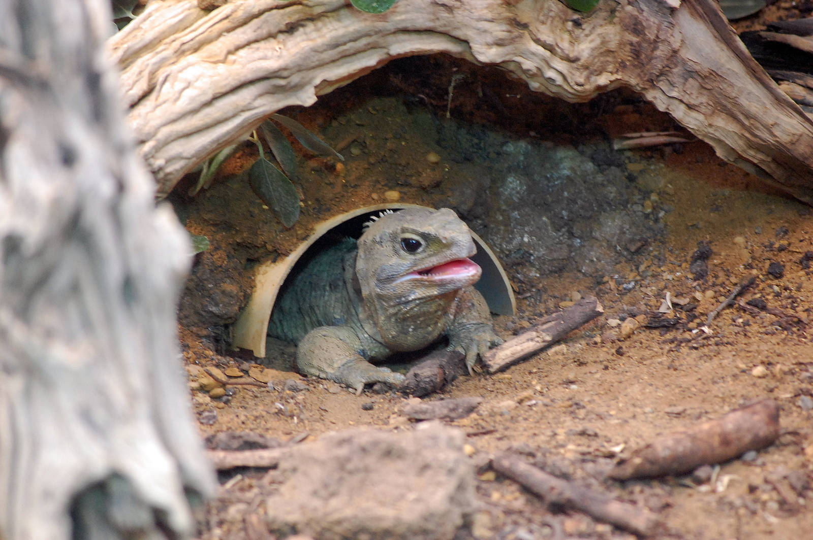 Tuatara