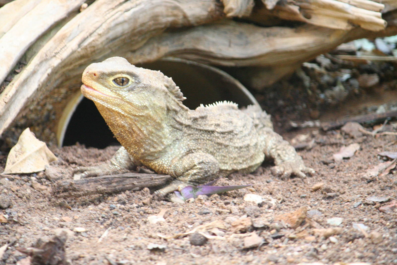 Tuatara