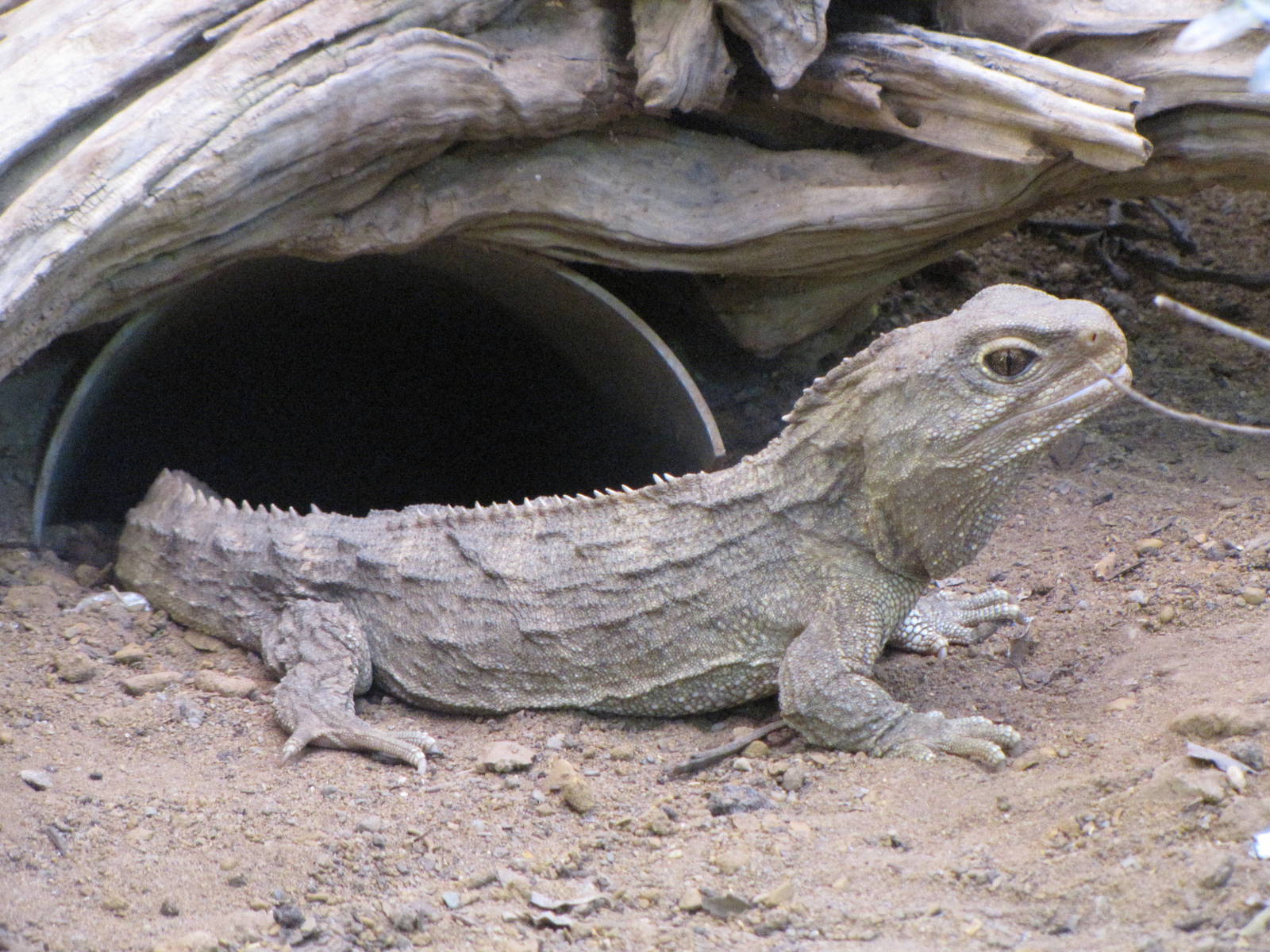 Tuatara