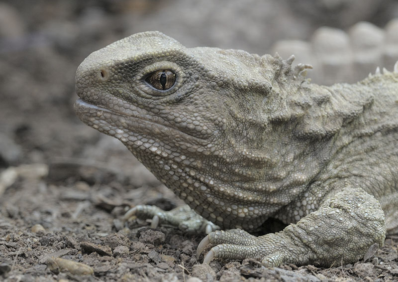 Tuatara
